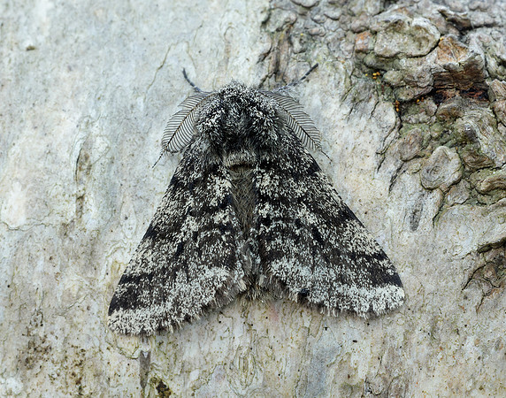 70.248 BF1927 Brindled Beauty Lycia hirtaria