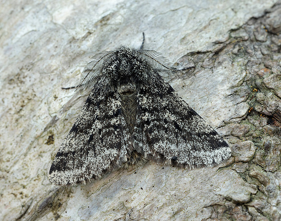 70.248 BF1927 Brindled Beauty Lycia hirtaria