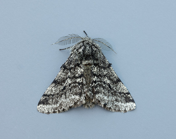 70.248 BF1927 Brindled Beauty Lycia hirtaria