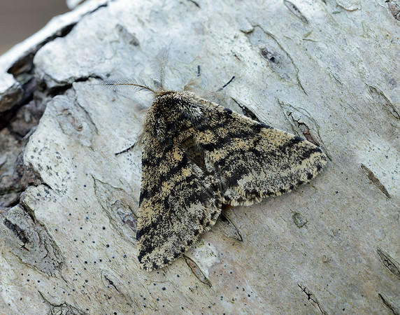 70.248 BF1927 Brindled Beauty Lycia hirtaria