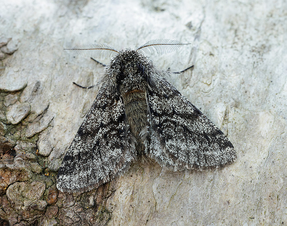 70.248 BF1927 Brindled Beauty Lycia hirtaria