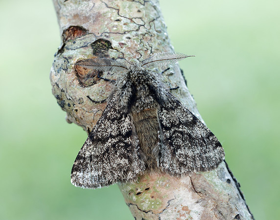 70.248 BF1927 Brindled Beauty Lycia hirtaria