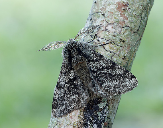 70.248 BF1927 Brindled Beauty Lycia hirtaria