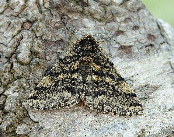 70.248 BF1927 Brindled Beauty Lycia hirtaria