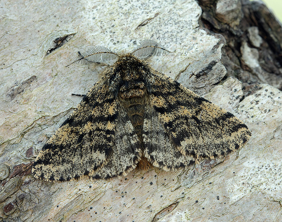 70.248 BF1927 Brindled Beauty Lycia hirtaria