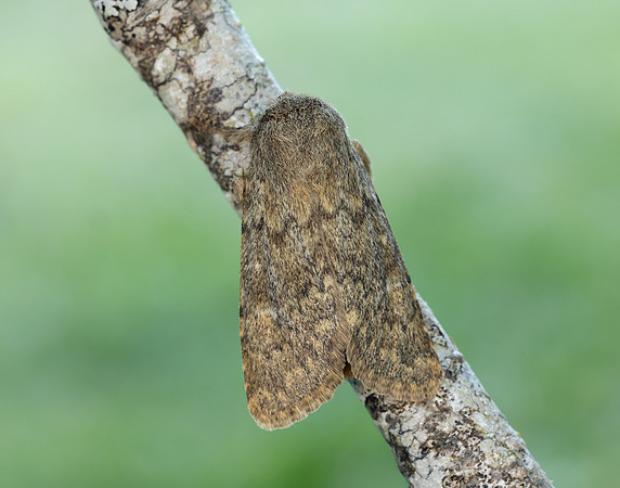 73.234 BF2229 Brindled Ochre Dasypolia templi