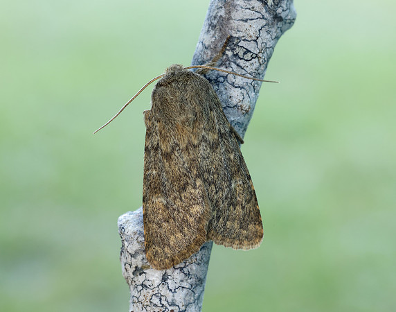 73.234 BF2229 Brindled Ochre Dasypolia templi
