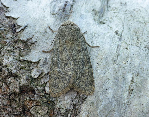 73.234 BF2229 Brindled Ochre Dasypolia templi