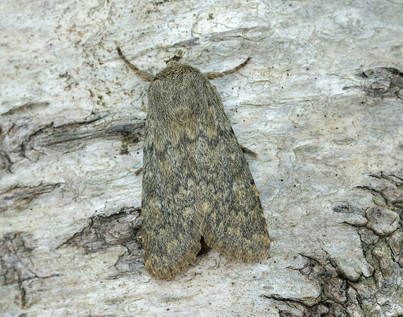 73.234 BF2229 Brindled Ochre Dasypolia templi