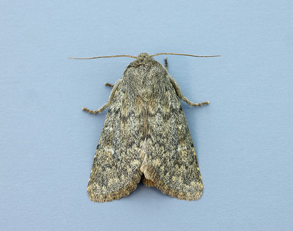 73.234 BF2229 Brindled Ochre Dasypolia templi