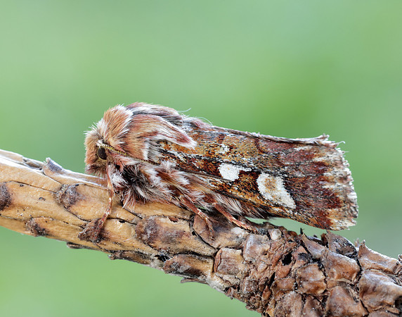 73.241 BF2179 Pine Beauty Panolis flammea