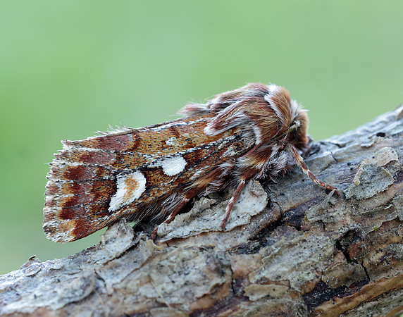 73.241 BF2179 Pine Beauty Panolis flammea