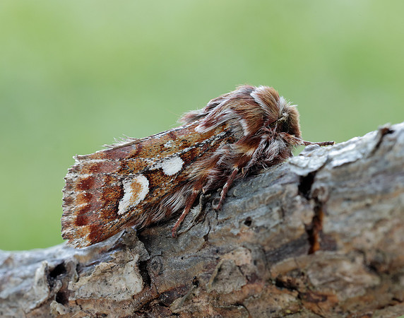73.241 BF2179 Pine Beauty Panolis flammea
