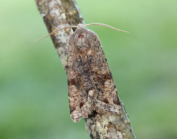 73.242 BF2188 Clouded Drab Orthosia incerta