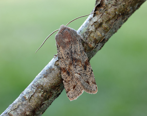 73.242 BF2188 Clouded Drab Orthosia incerta