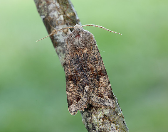 73.242 BF2188 Clouded Drab Orthosia incerta