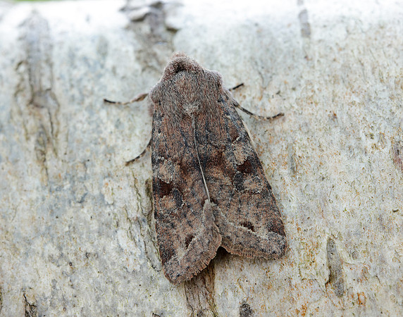 73.242 BF2188 Clouded Drab Orthosia incerta
