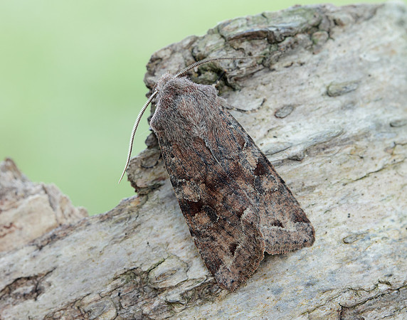 73.242 BF2188 Clouded Drab Orthosia incerta
