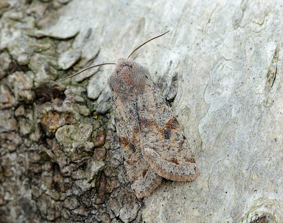 73.242 BF2188 Clouded Drab Orthosia incerta