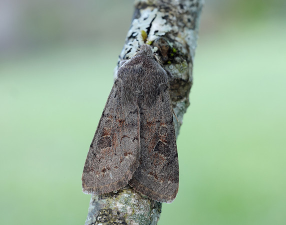 73.246 BF2185 Lead-coloured Drab Orthosia populeti