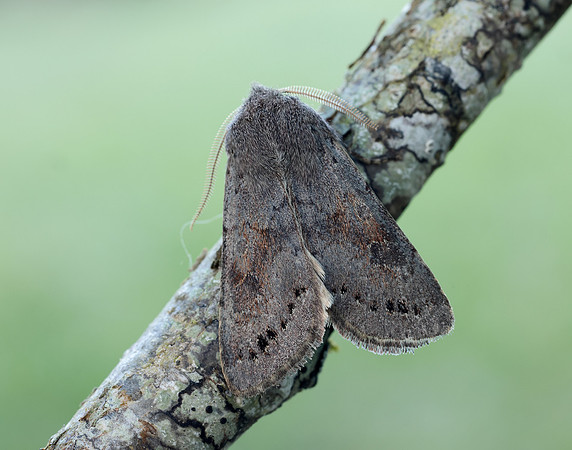 73.246 BF2185 Lead-coloured Drab Orthosia populeti