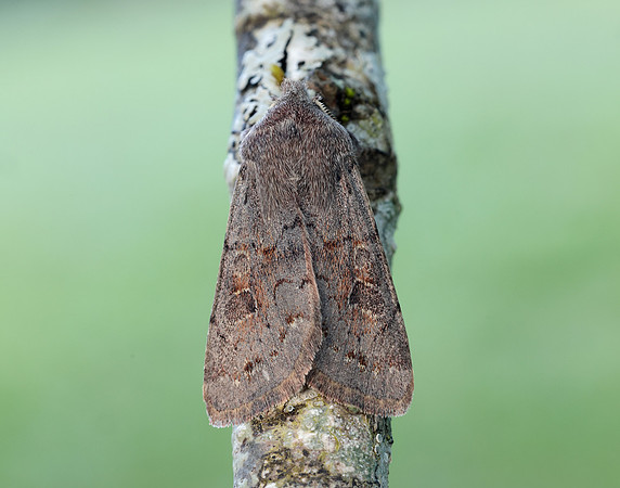 73.246 BF2185 Lead-coloured Drab Orthosia populeti