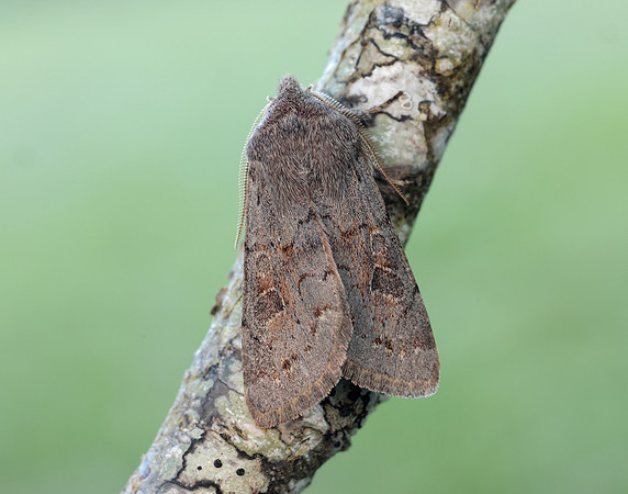 73.246 BF2185 Lead-coloured Drab Orthosia populeti