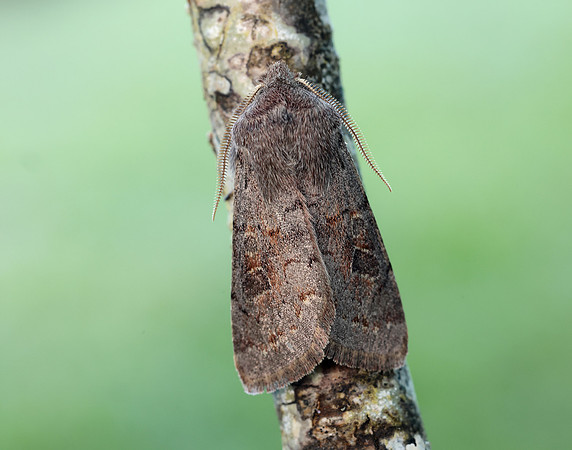 73.246 BF2185 Lead-coloured Drab Orthosia populeti