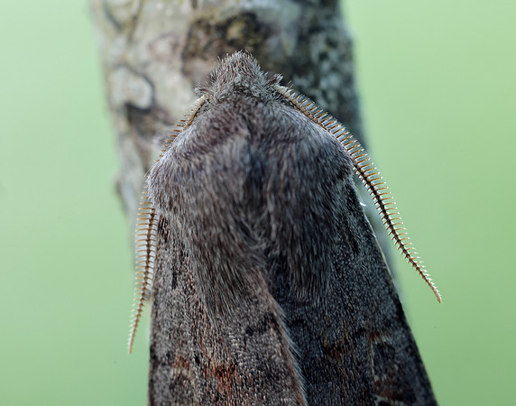 73.246 BF2185 Lead-coloured Drab Orthosia populeti