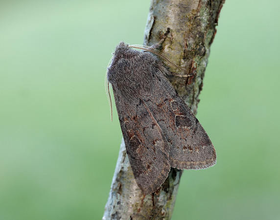 73.246 BF2185 Lead-coloured Drab Orthosia populeti