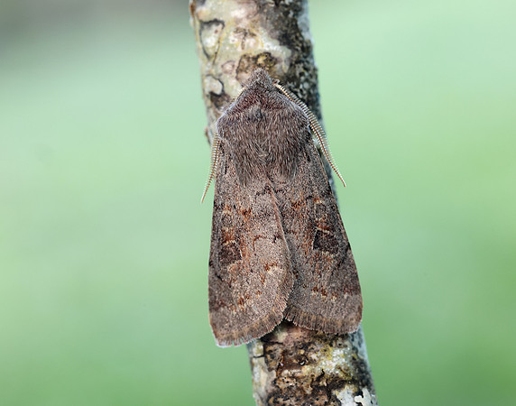 73.246 BF2185 Lead-coloured Drab Orthosia populeti