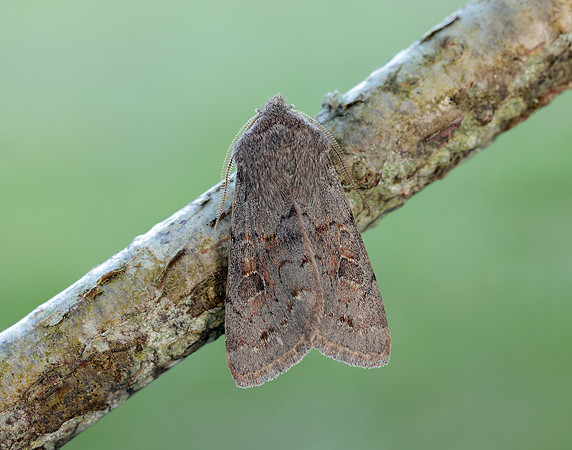 73.246 BF2185 Lead-coloured Drab Orthosia populeti