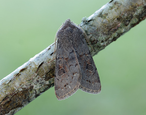 73.246 BF2185 Lead-coloured Drab Orthosia populeti
