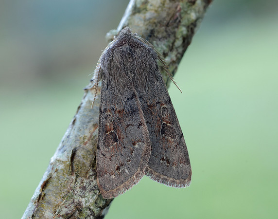 73.246 BF2185 Lead-coloured Drab Orthosia populeti