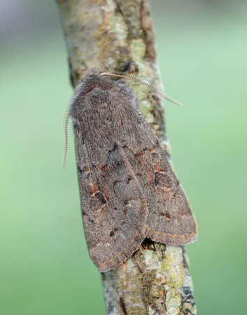 73.246 BF2185 Lead-coloured Drab Orthosia populeti