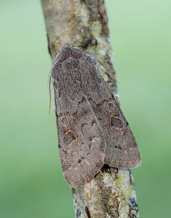 73.246 BF2185 Lead-coloured Drab Orthosia populeti