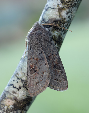 73.246 BF2185 Lead-coloured Drab Orthosia populeti