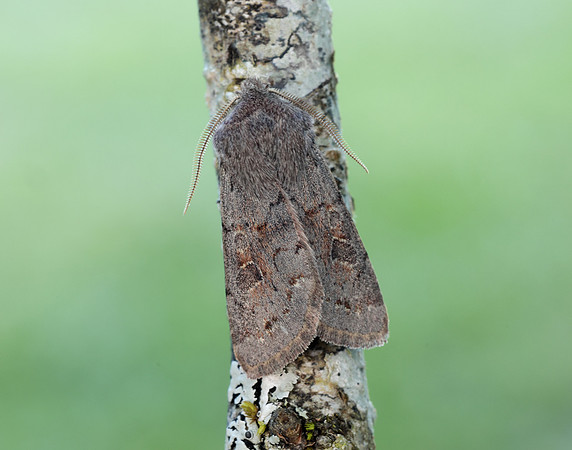 73.246 BF2185 Lead-coloured Drab Orthosia populeti