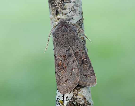 73.246 BF2185 Lead-coloured Drab Orthosia populeti