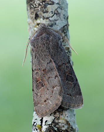 73.246 BF2185 Lead-coloured Drab Orthosia populeti