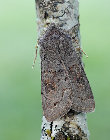 73.246 BF2185 Lead-coloured Drab Orthosia populeti
