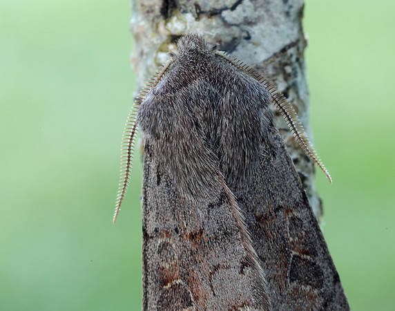 73.246 BF2185 Lead-coloured Drab Orthosia populeti