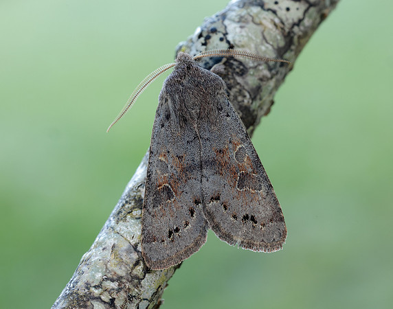 73.246 BF2185 Lead-coloured Drab Orthosia populeti
