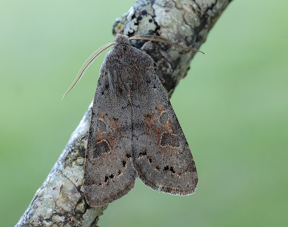 73.246 BF2185 Lead-coloured Drab Orthosia populeti