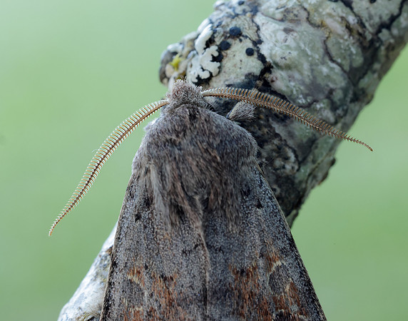 73.246 BF2185 Lead-coloured Drab Orthosia populeti