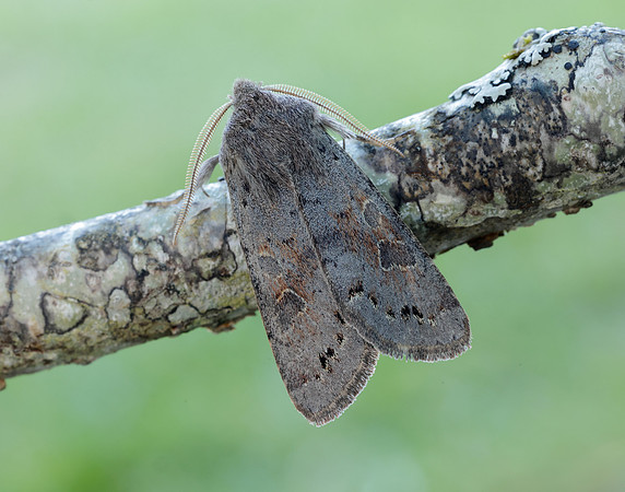 73.246 BF2185 Lead-coloured Drab Orthosia populeti