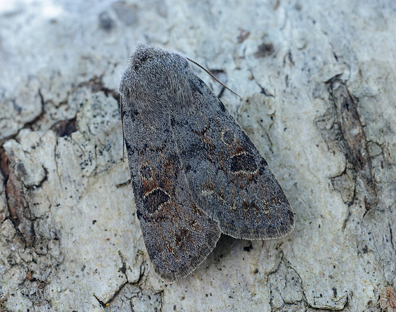 73.246 BF2185 Lead-coloured Drab Orthosia populeti