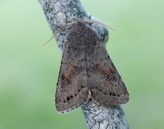 73.246 BF2185 Lead-coloured Drab Orthosia populeti