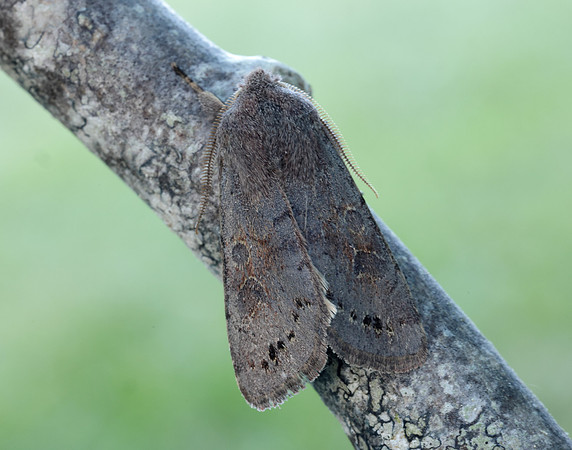 73.246 BF2185 Lead-coloured Drab Orthosia populeti