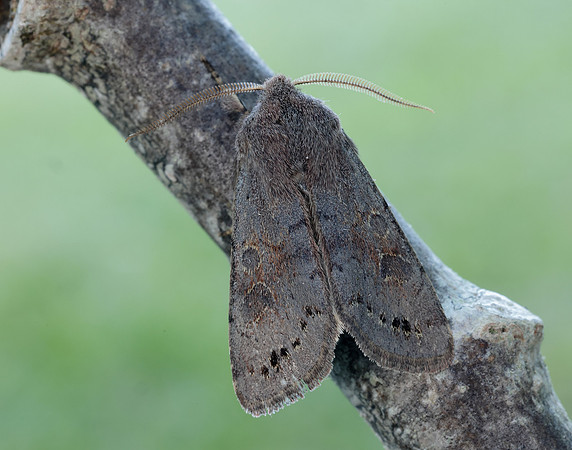 73.246 BF2185 Lead-coloured Drab Orthosia populeti